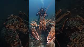 Giant Sea Monsters Caught by Fishermen 🐙🎣GiantSeaCreatures FishingDiscoveries OceanMysteries [upl. by Aynav]