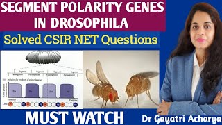 Segment Polarity genes in DrosophilaDevelopmental BiologyDr Gayatri Acharya [upl. by Morlee]