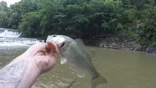 Fishing below a waterfall Multi species South Yadkin River [upl. by Hachmin]