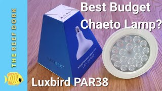 Luxbird PAR38 Review  Under 30 The Best Cheap Refugium Light [upl. by Maddie27]