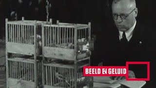 Zangwedstrijd voor Kanariepietjes 1935 [upl. by Kantor606]