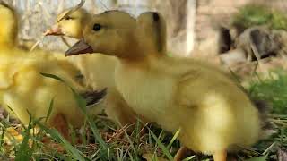 Appleyard Duckling outside for the first time [upl. by Revned]