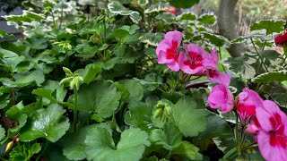 Save them the easy way Winterize your Geraniums [upl. by Chiou]