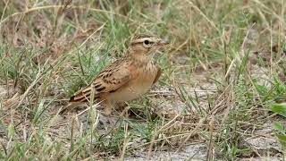 Mongolian shorttoed lark Nalsarovar Gujarat Oct2024 [upl. by Naneik465]