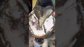 RESTORING A HORSE HOOF shorts asmr satisfying [upl. by Korry]