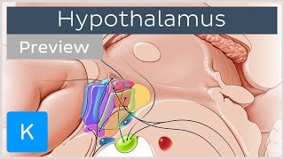 Hypothalamus nuclei and connections preview  Human Anatomy  Kenhub [upl. by Nnazil]