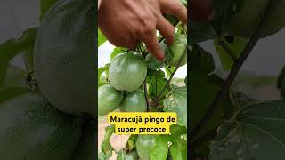 Maracujá produzindo com 72 dias maracuja agro irrigation [upl. by Eryn]