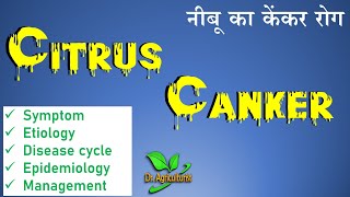 Diseases of citrus  Management of citrus canker  नीबू के केंकर रोग doctoragriculture [upl. by Alliuqaj]