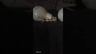 Tail dance by Mr Lizard 🦎lizard funnyvideo gardenvibes nature musicstyle funny funnyshorts [upl. by Otrebor283]