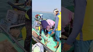 Amar Boat Fishing Videos amarboat thisisamar [upl. by Fem]