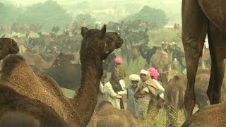 Foire en Inde des milliers de chameaux et éleveurs réunis 2 [upl. by Michel]