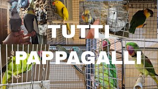 TUTTI i miei PAPPAGALLI  tour dellallevamento [upl. by Sterne]