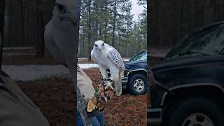 Surprise Falconry Meet Goshawk Harris Hawk Gyrfalcon falconry hunting birds [upl. by Yrreg]