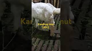 Kambing imut cover remix music coversong [upl. by Odell217]