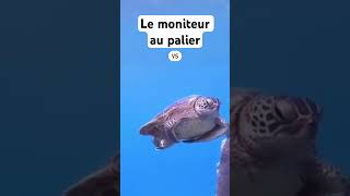 Moniteur vs plongeur plongéesousmarine scubadiving dive [upl. by Okiram]