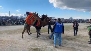 Burhaniyede 19 Zeytin ve Zeytinyağı Festivaline deve güreşleri ayrı renk kattı [upl. by Lucita]