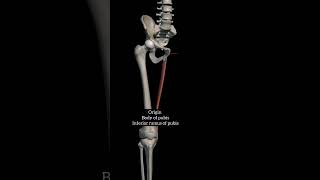 Gracilis muscle [upl. by Tartan163]