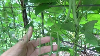 GREEN BEANS  GROWING STEP BY STEP  HOW TO DO IT OAG 2017 [upl. by Salvucci209]