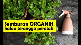 Semburan Organik halau serangga perosak di tanaman [upl. by Aronas319]