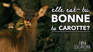 Québec  le PARC OMÉGA en COMMUNAUTO 🦌 [upl. by Sevy]