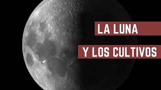 CALENDARIO LUNAR EN LA HUERTA  Qué Sembrar En Luna Llena Menguante Creciente y Nueva  Tomates [upl. by Elena]