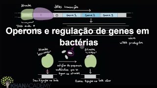 Operons e regulação de genes em bactérias  Regulação gênica  Biologia  Khan Academy [upl. by Nessej769]