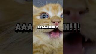 Meet the cutest kitten tackling the hilarious viral 20 billion constipated trend cats relatable [upl. by Halyk]