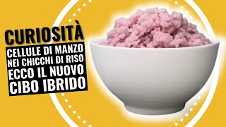 Curiosità Cellule di manzo nei chicchi di riso ecco il nuovo cibo ibrido [upl. by Oicnevuj]