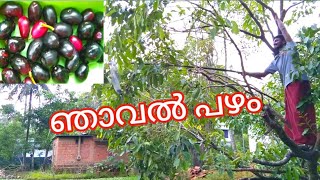 അതിസാഹസികമായി ഒരു ഞാവൽ പഴം പറിക്കൽ😯 Blackplum healthyfood fruits VCVTRACK KingofCuriosity [upl. by Fredela]