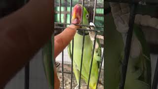 Birds in Life 🤝😍🫏petsvlog birds parrot trending shorts [upl. by Nani]