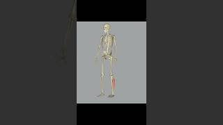 soleus muscles anatomy humananatomy 3d tutorialyoutube youtubeshorts medicalcollegemedical [upl. by Assanav491]