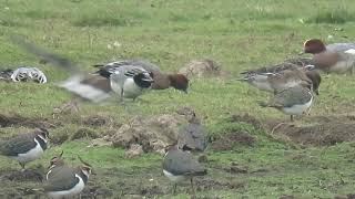 241108 RSPB Saltholme highlights [upl. by Odnaloy]