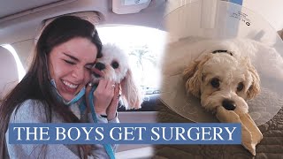 OUR DOGS GET SURGERY vlog [upl. by Nylhtiak]