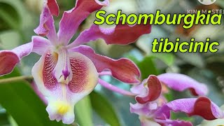 Schomburgkia tibicinis очередное домашнее цветение [upl. by Carrillo703]