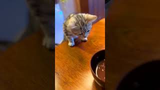 Cat funny video😂😅😅 shorts youtubeshorts short funny funnycute funnycat cat pet cute comedy [upl. by Morvin171]