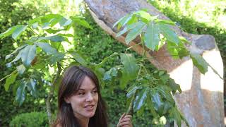 How to Deal with Scale on your Schefflera Umbrella Tree [upl. by Andriana]