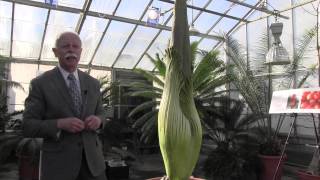 Titan Arum Lifecycle [upl. by Rilda]