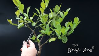 Pruning My Orange Tree Bonsai The Bonsai Zone Feb 2023 [upl. by Aniehs147]