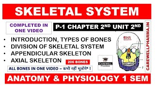 Skeletal System Complete  Division of Skeletal System  Bones  Axial  Appendicular  Ch2 U2 Hap [upl. by Enileoj]