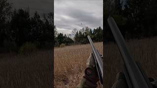 Folding a Pheasant hunting northdakota fyp [upl. by Whale]