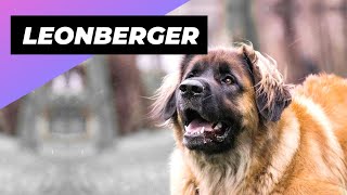 Leonberger 🐶 One Of The Biggest Dog Breeds In The World shorts [upl. by Rosenkranz767]