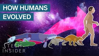 Incredible Animation Shows How Humans Evolved From Early Life [upl. by Uthrop]