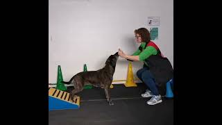 Trainen van de achterhand  Sport en Spel voor Dieren [upl. by Ahsenyl]