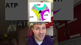 ATP Synthase [upl. by Balmuth]