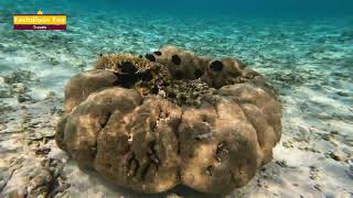 Snorkeling in The Ritz Carlton Maldives Overwater Villas [upl. by Hayilaa]