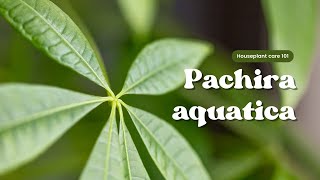 Pachira aquatica care tips for beginners  Houseplant care 101 [upl. by Ryter]