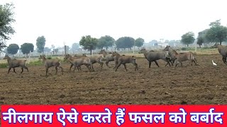 How The Wild Animals Destroy Crops [upl. by Saitam839]