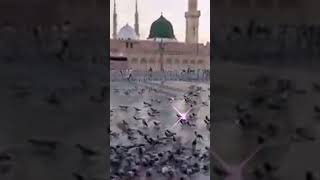 Salam  saba dre mustfa مُحَمَّد ﷺ te jake beutifulnaats Naat [upl. by Enelrac]