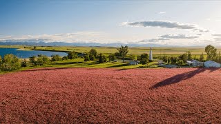 Sainfoin  A Growers Point Of View Part 2 [upl. by Haisi]