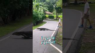 Cara a cara con lagarto gigante 😱 [upl. by Missak]